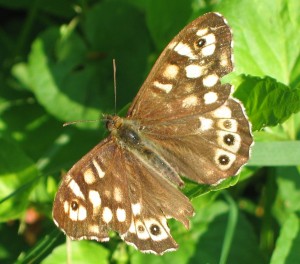 speckled-wood